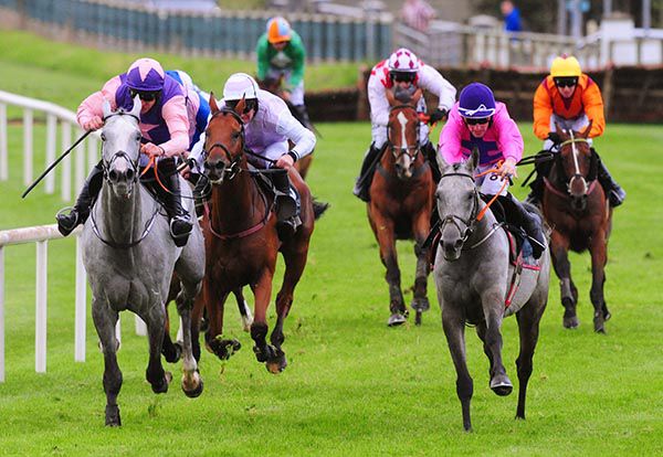 Bosco Di Alco (grey horse on right)