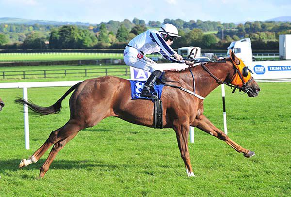 Tylery Wonder is ridden out by Leigh Roche