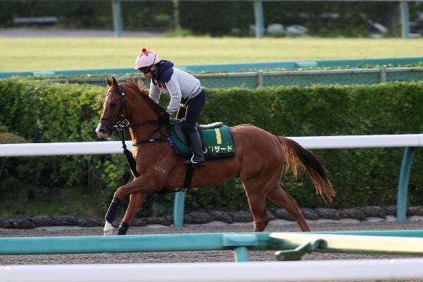 Blizzard stretches his legs at Nakayama Racecourse