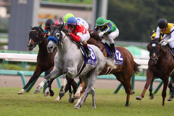 Red Falx takes the G1 Sprinters Stakes at Nakayama