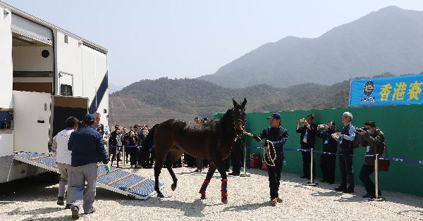 A retired horse arrives at the Conghua Training Centre during one of the early horse movement trials