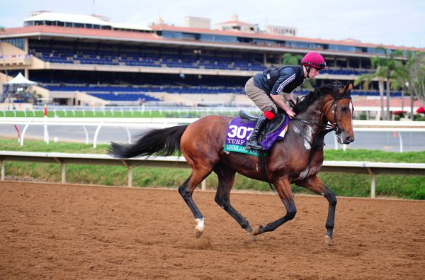 Highland Reel having a canter last month at Del Mar prior to the Breeders' Cup Turf