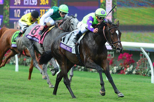 Breeders Cup Juvenile Fillies Turf RUSHING FALL and Javier Castellano win for trainer Chad Brown 