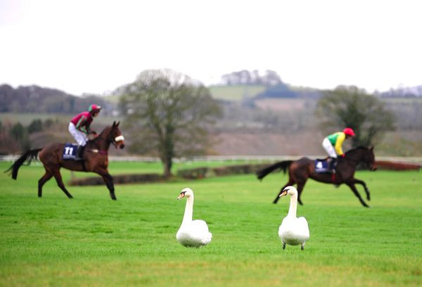 These swans were a fine sight at Punchestown