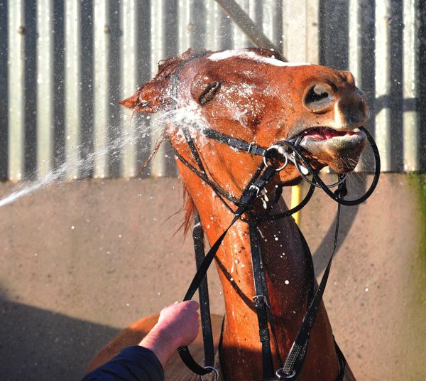 Samcro cooling off after winning at Navan