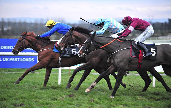 High Sparrow, yellow cap, toughs it out in Limerick