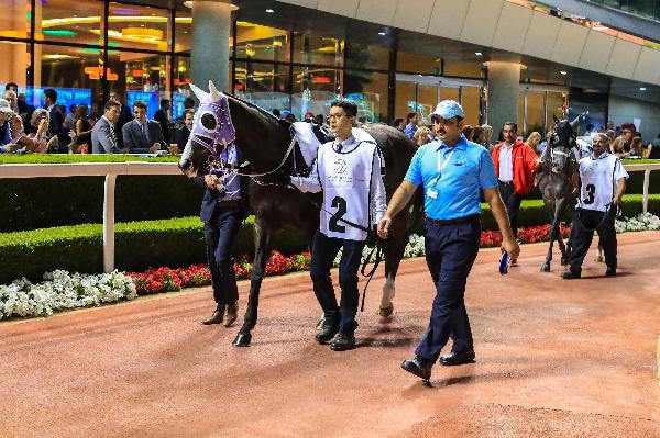 Classic Emperor parades in the paddock ahead of his Meydan debut.