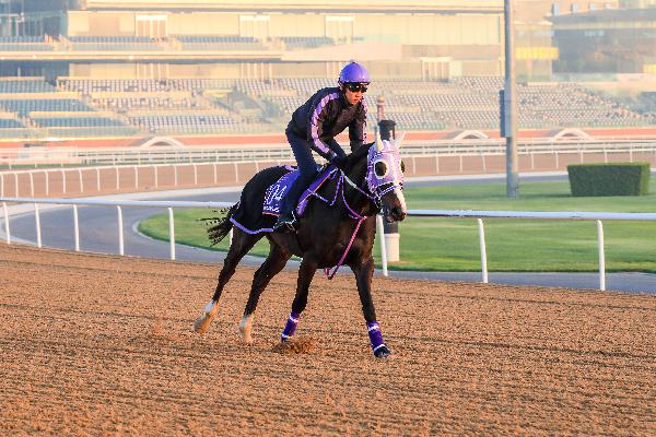 Classic Emperor exercises at Meydan racecourse