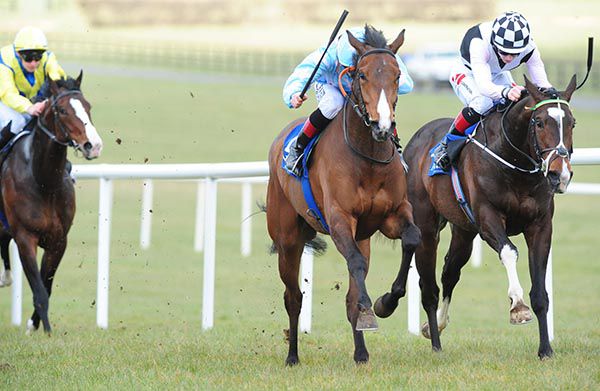 Dianthus, light blue