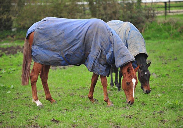 Samcro (nearest) and Apple's Jade enjoying a pick of grass