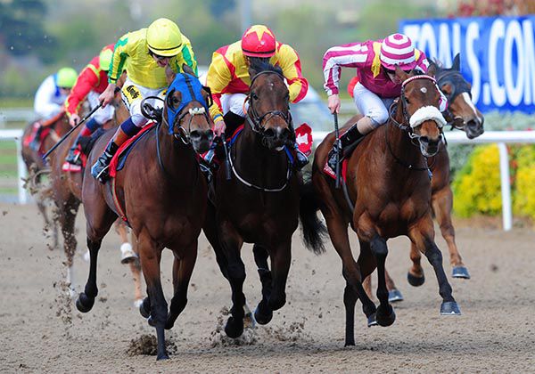 Tammy Wynette (noseband) just prevailed under Billy Lee