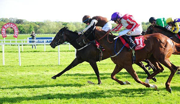 Dandys Gold (far side)