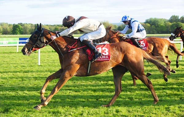 Sheila's Hope is ridden out by Tom Madden