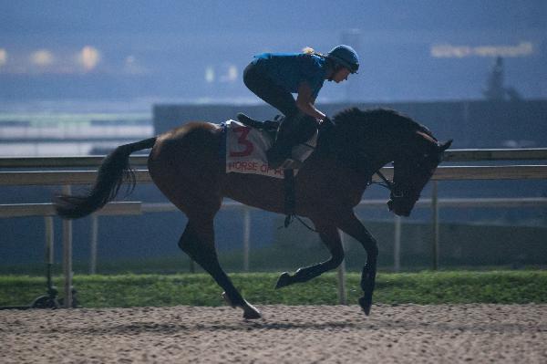 Horse Of Fortune canters at the Polytrack ahead of the Kranji Mile.