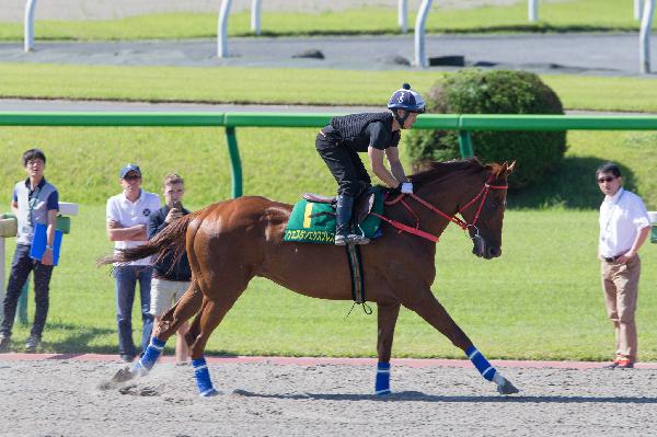 Western Express canters at Tokyo Racecourse.