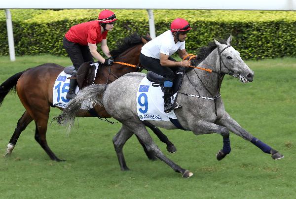 Lot 9 (Shamardal ex Light And Airy) gallops down the Sha Tin straight along with Lot 15 (Kallisto ex Prakasa) 