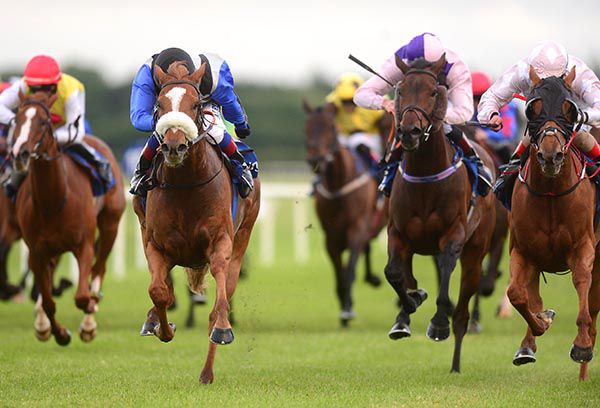 Schoolboy Error (sheep-skin noseband)