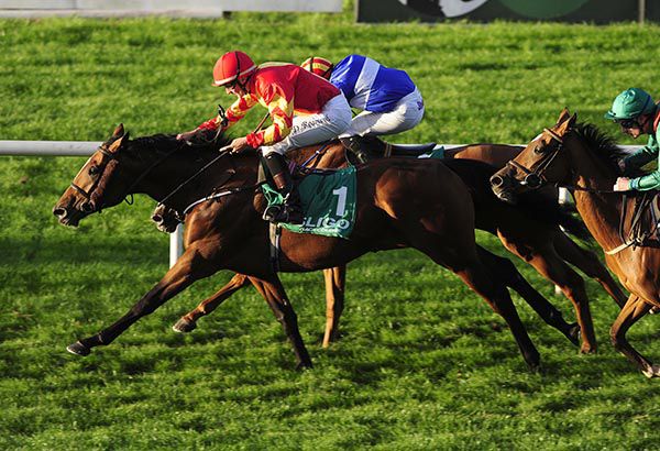 Marlborough Sounds wins under Daniel Redmond