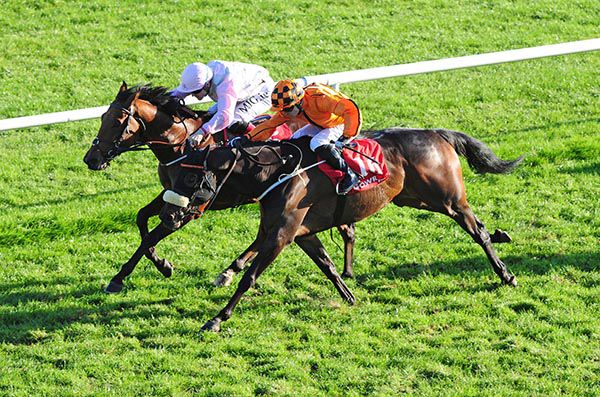 Solomons Seal (far side)