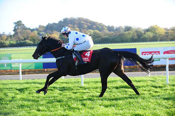 Ray Barron steers Doctor Duffy in