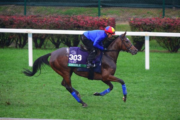 The great Enable
