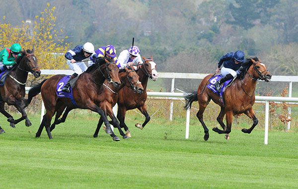 Buckhurst (white cap) finishes strongly to win on debut at Leopardstown last Saturday