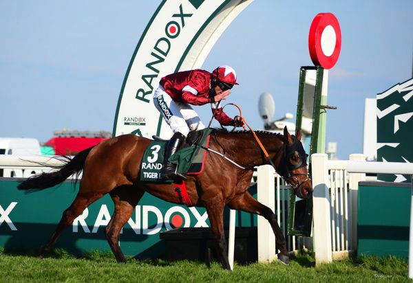 Tiger Roll sure to be popular in 'virtual' national