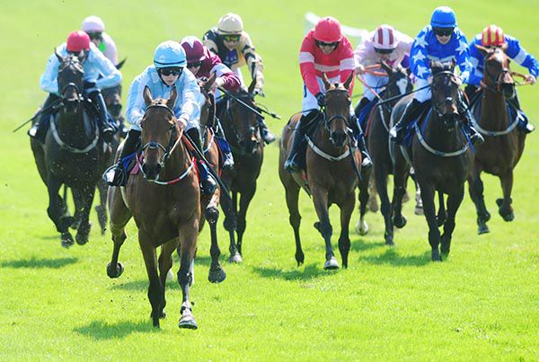 Honeysuckle dominates in Fairyhouse