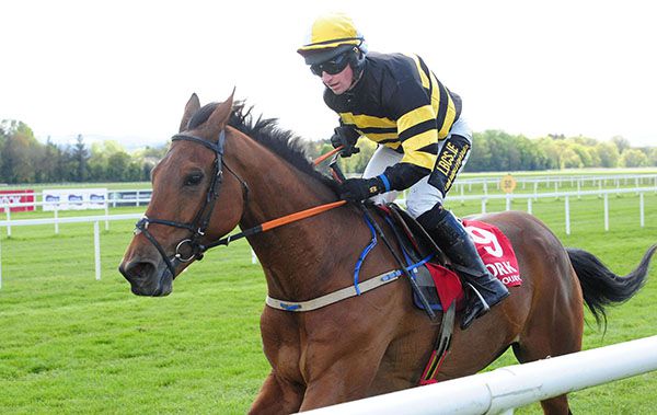 Macgiloney and Denis Hogan win The Examiner Maiden Hurdle at Cork 