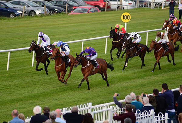 The Last Marju (purple) heads Happy Company (centre) with New Vocation back in third