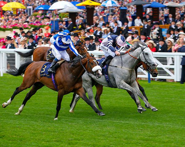 David O'Meara's Queen Anne Stakes winner Lord Glitters (grey)