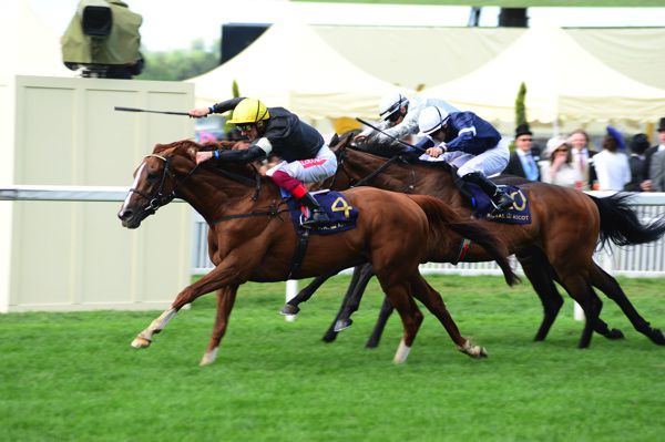 Stradivarius winning the 2019 Gold Cup at Royal Ascot