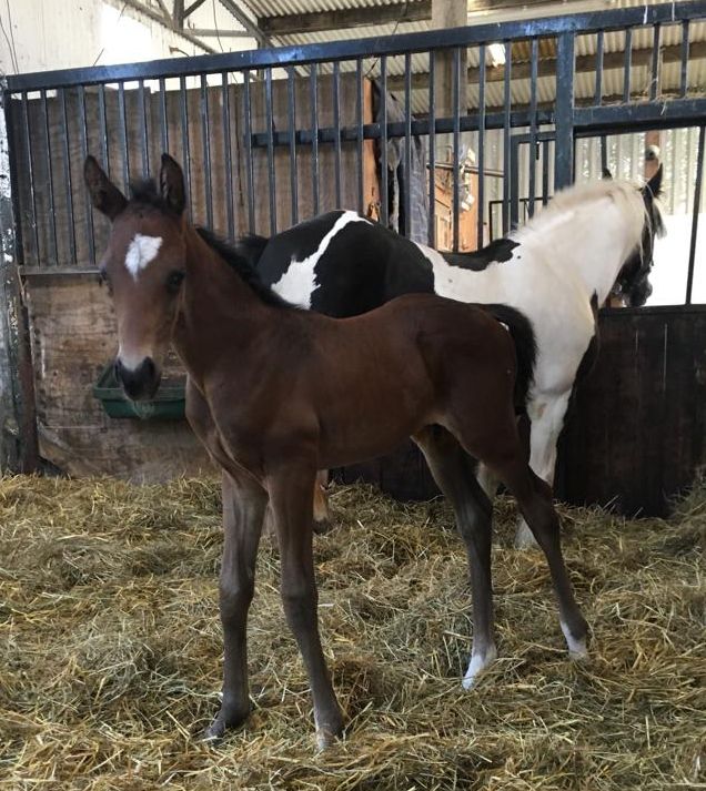 The Mount Nelson colt produced by Little King Robin last week 