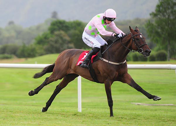 MAX DYNAMITE strides out well at Killarney