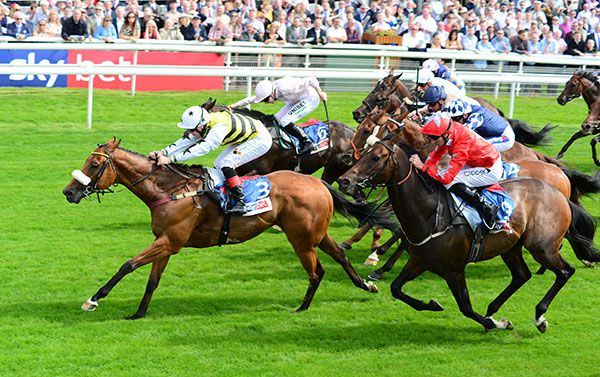 Dakota Gold (noseband) winning at the York Ebor meeting in August 