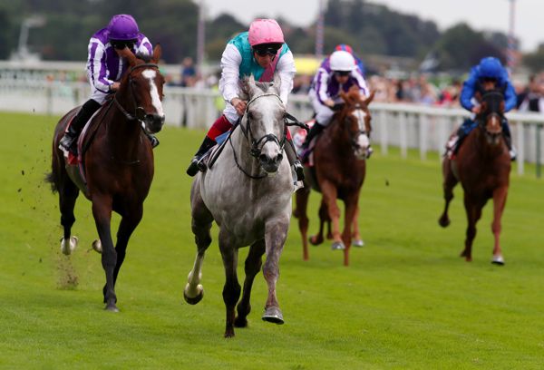 Logician (grey horse) winning at York