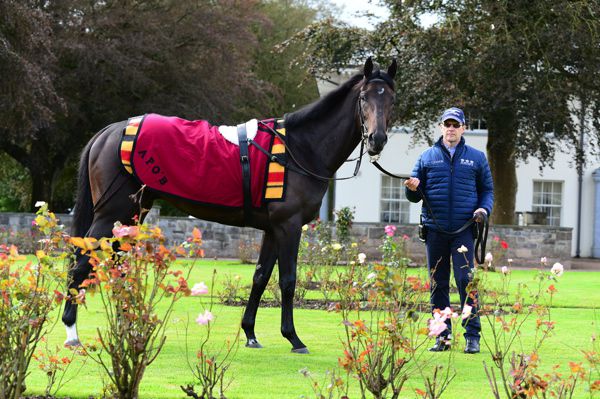 Aidan O'Brien pictured with Sir Dragonet at Ballydoyle