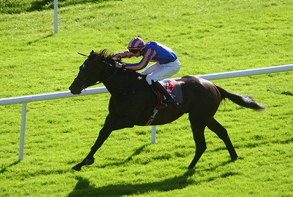 Galway maiden winner Persia goes in the Group 3 Autumn Stakes at Newmarket