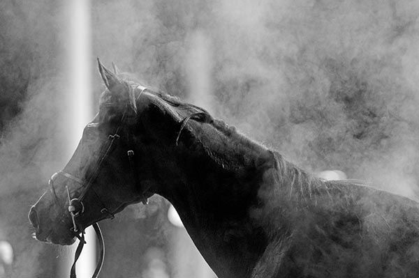 A beautiful shot of Rips Dream after his win