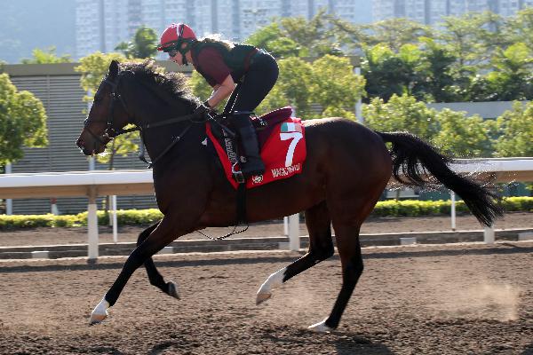 Magic Wand works on the track at Sha Tin earlier this week.