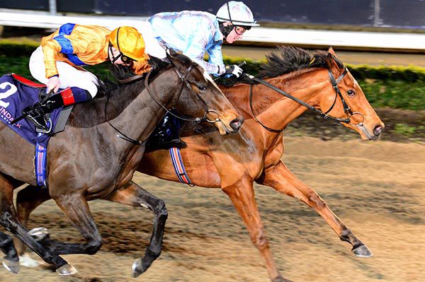 Calidus Mirabilis leads Flower Garland