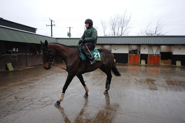 Benie Des Dieux pictured at Willie Mullins County Carlow base