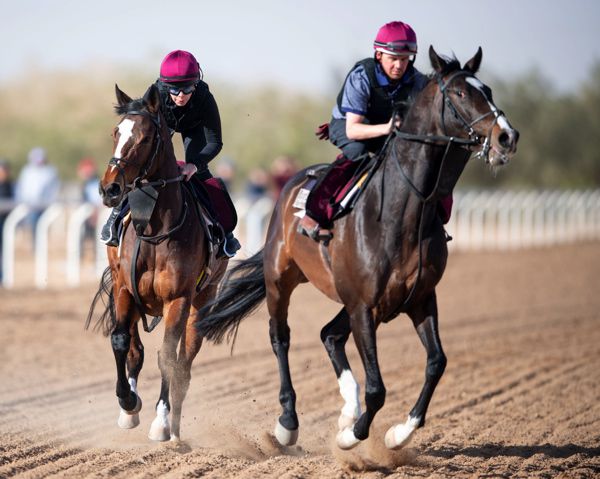 Magic Wand gets accustomed to the surface in Riyadh