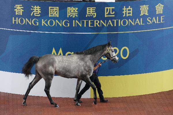 Lot 11 a son of Kodiac out of the G3 placed Coolnagree sells for HK $6.5 million