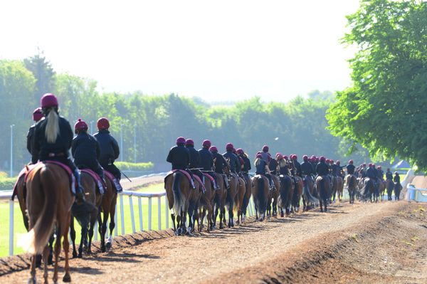 Horses heading out to exercise at Ballydoyle 