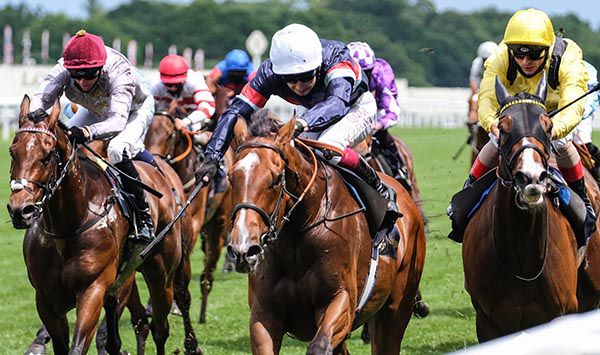 Sir Busker has been a dream horse for his connections 