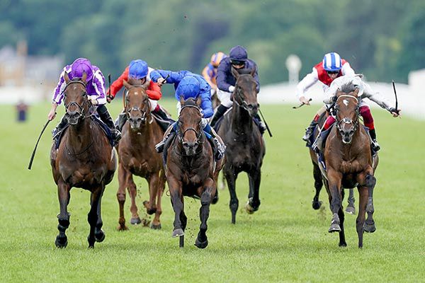 Pinatubo (centre) finishing second in the St. James's Palace Stakes behind Palace Pier (right)