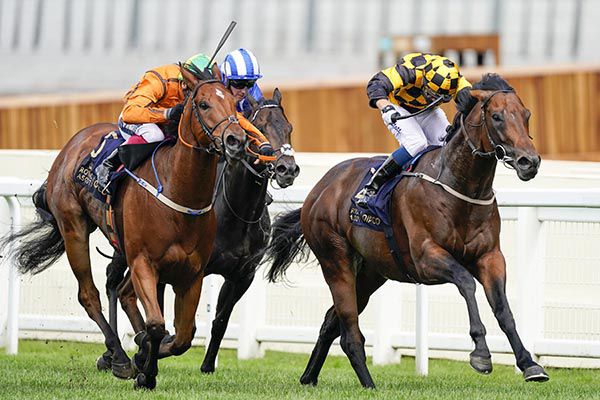 Sceptical (left) and Hello Youmzain (right) will renew rivalry in the July Cup on Saturday