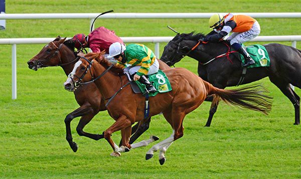 Music To My Ears (Wayne Lordan, nearside) touched off Siamese (Ben Coen)