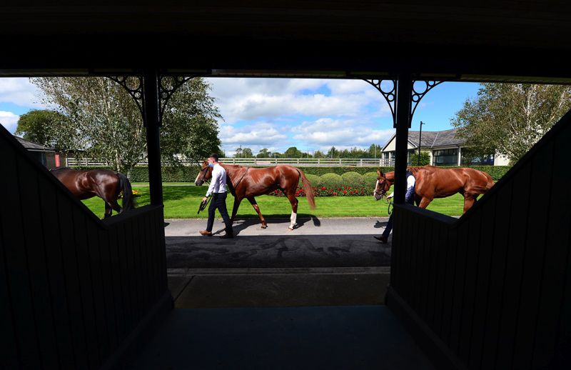 The Curragh